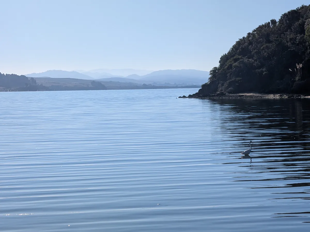 An egret wading in the calm bay below a wooded point