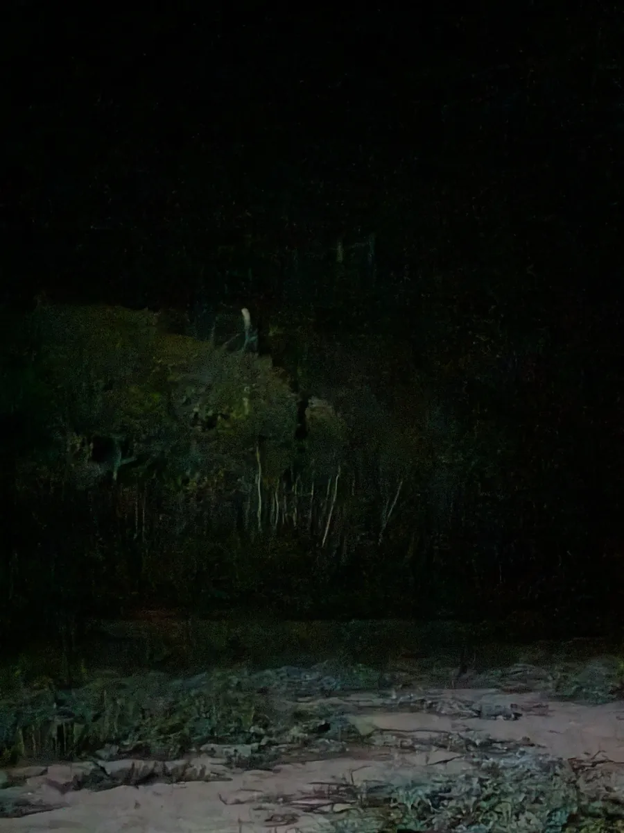 A screech owl perched in the brush along the shoreline at night