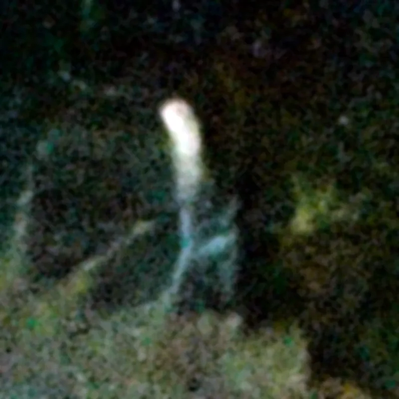 Zoomed-in, brightened crop of the screech owl on its branch